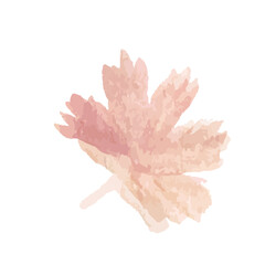 leaf isolated on white, watercolor vector, autumn leaf, illustration, orange, red, pink warm color