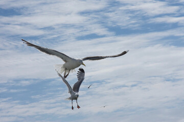 two Seagulls, flying on the sky, Brittany