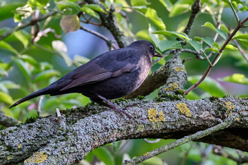 Amsel ( Turdus merula ) oder Schwarzdrossel.