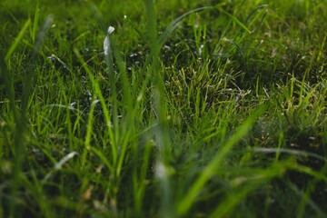 Grass with Dew Drops