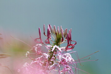 The gardens are all in bloom