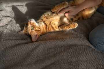 The cat lies on its back. The owner caresses the cat's belly.