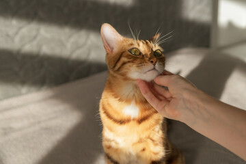 The cat is sitting on the bed with a happy muzzle. A woman's hand caresses a cat.