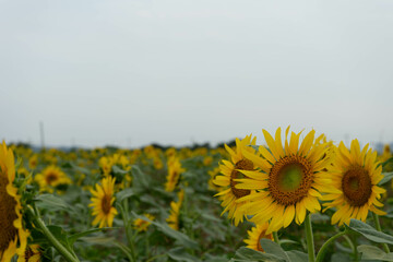 sunflower and summer sky