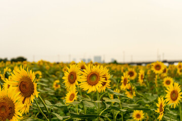 Fototapeta premium sunflower and sky