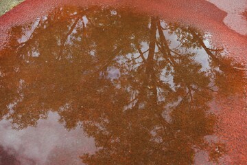 Reflection of Tree on Water