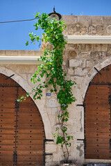 beautiful view of a medieval house with a window in Mardin. Green grapevine grooves up over...