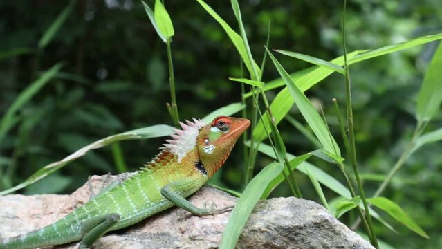 A male common green forest lizard in breeding colors changes the lizard's colors from red to green