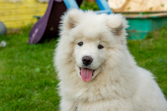 Head of cute samoyed puppy