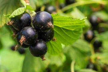 Back currant on a branch in the garden. Ripe and juicy black currant berries on the branch....