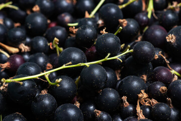 Heap of black currant closeup. Rich crop of berries of black currant. Textured background.
