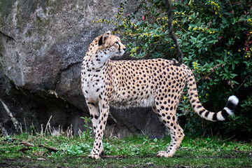 Südafrikanische Gepard ( Acinonyx jubatus jubatus ).