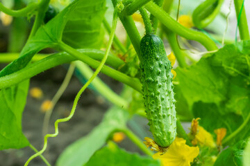 Long fresh cucumbers on a branch in a garden