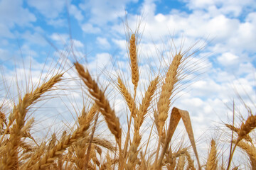 Gold wheat field and blue sky background