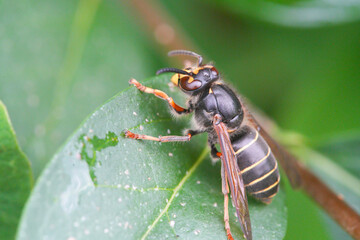 Naklejka premium Hornisse (Vespa crabro)