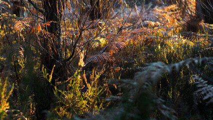 Rangées de pins landais, dans la forêt des Landes de Gascogne, pendant le crépuscule