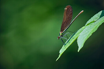 Blauflügel-Prachtlibelle ( Calopteryx virgo ).