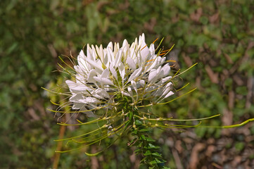 One beautiful white Cleome flower closeup on a sunny summer day