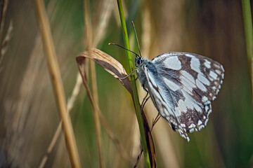 Schachbrett oder auch Damenbrett ( Melanargia galathea ).