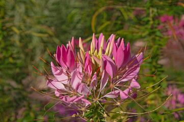 One beautiful pink Cleome flower closeup on a sunny summer day