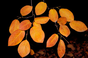 Tree twig with bright yellow orange autumn leaves closeup