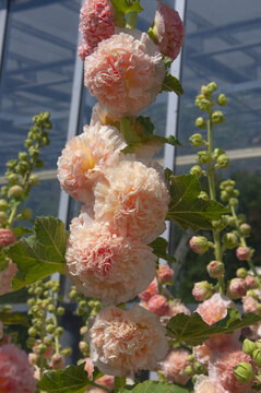 Beautiful pink flowers Alcea double close-up in the city park