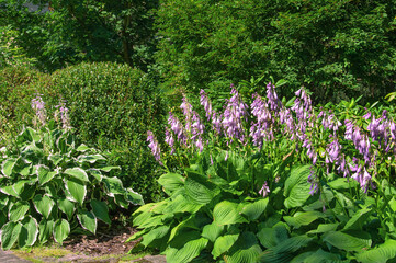 Beautiful bushes with lilac Hosta flowers in the city garden on a sunny day