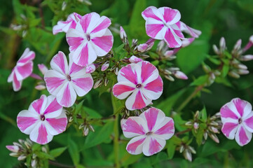 Beautiful white pink flowers Phlox Peppermint Twist close-up in a flower garden