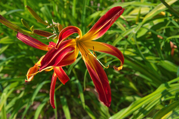 Beautiful bright Daylilies Great Red Dragon flowers close-up in a flower garden on a sunny day