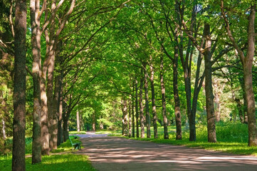 Beautiful alley of green trees and outdoor benches in a summer park