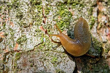 Hellbraune Wegschnecke ( Arion subfuscus ).