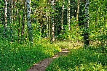 Beautiful birch trees and grass and a path in a sunny summer forest