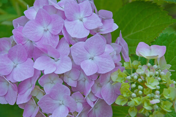 Beautiful pink Hydrangea macrophylla flowers with buds close up in the city garden