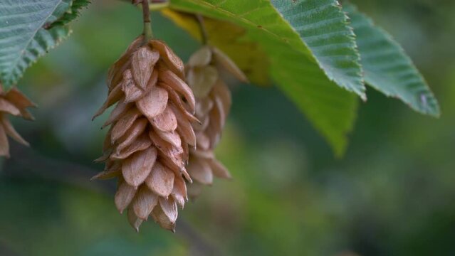 Hornbeam seed on branch, ripening (Carpinus betulus) - (4K)
