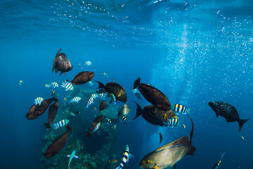 Underwater sea life with school of tropical fishes and wreck ship in ocean