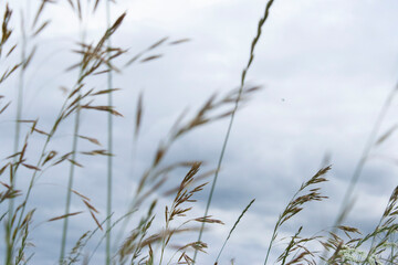 cloudy sky and grass close-up background nature horizontal photo
