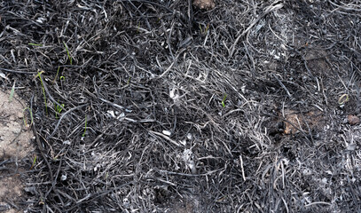 Burned-out grass. A site of fire after burning the grass in spring. Grass growing out of the ash.