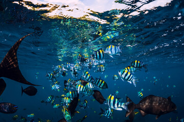 School of tropical fish in ocean. Underwater sea life.