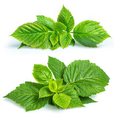 Raspberry leaf isolate on white. Raspberry isolated with clipping path. Professional studio macro shooting.