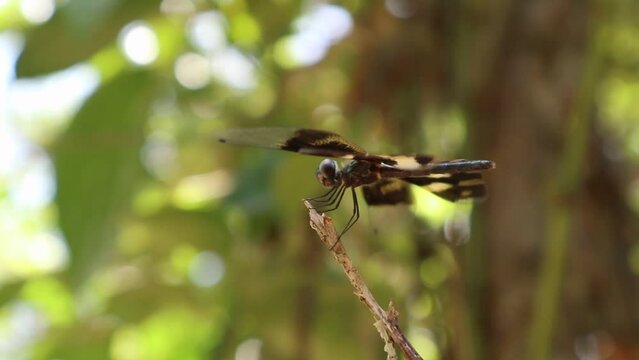 Side view of a Variegated Flutterer dragonfly perched on top of a dry stem tip barely keeping his balance from the heavy wind