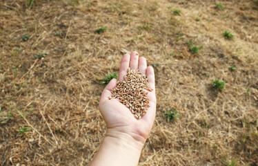 grain lies in the palm of your hand against the background of a mowed field