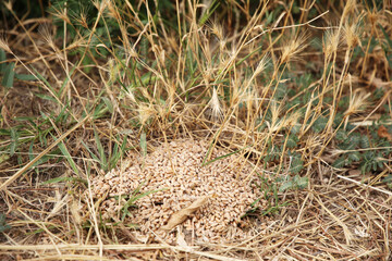 grain lies on the ground in a field