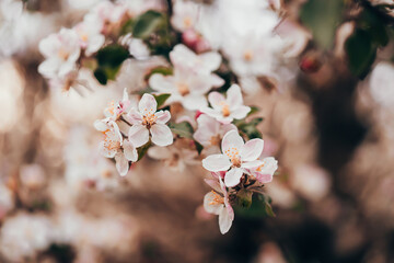 Spring easter pink flowers of cherry blossom on garden natural background. Blooming view. Flowering, opening petals on branches tree.