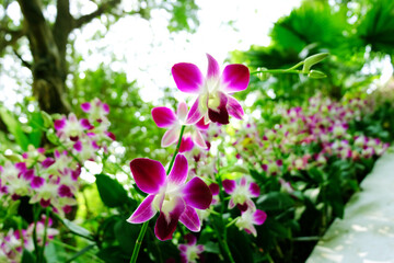 Beautiful blooming pink orchid flowers plant flower bed with sunshine, Purple orchid flowers or pink Moth dendrobium Orchid flower in spring day tropical garden, Agriculture idea concept design