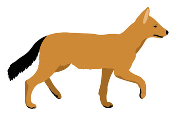 vector illustration of a dhole/Asian wild dog on white background	