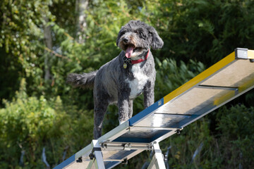 Fröhliche Mischlingshündin auf der Wippe beim Agitity Training