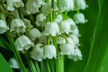 Lily of the valley close-up, detailed bright macro photo. The concept of spring, may, summer. Floral background.
