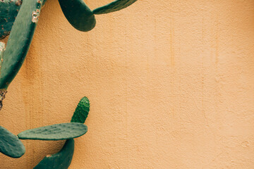 Un cactus devant un mur jaune orangé. Des cactus contre un mur méridional.
