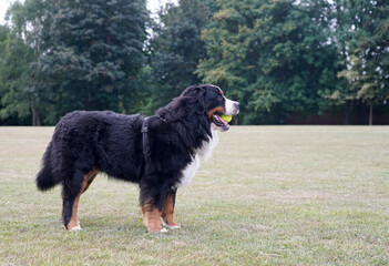 Fototapeta premium Bernese Mountain Dog standing in the park, tennis ball in his mouth 
