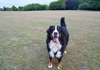 Bernese Mountain Dog in the park, alert ready for the ball to be thrown 